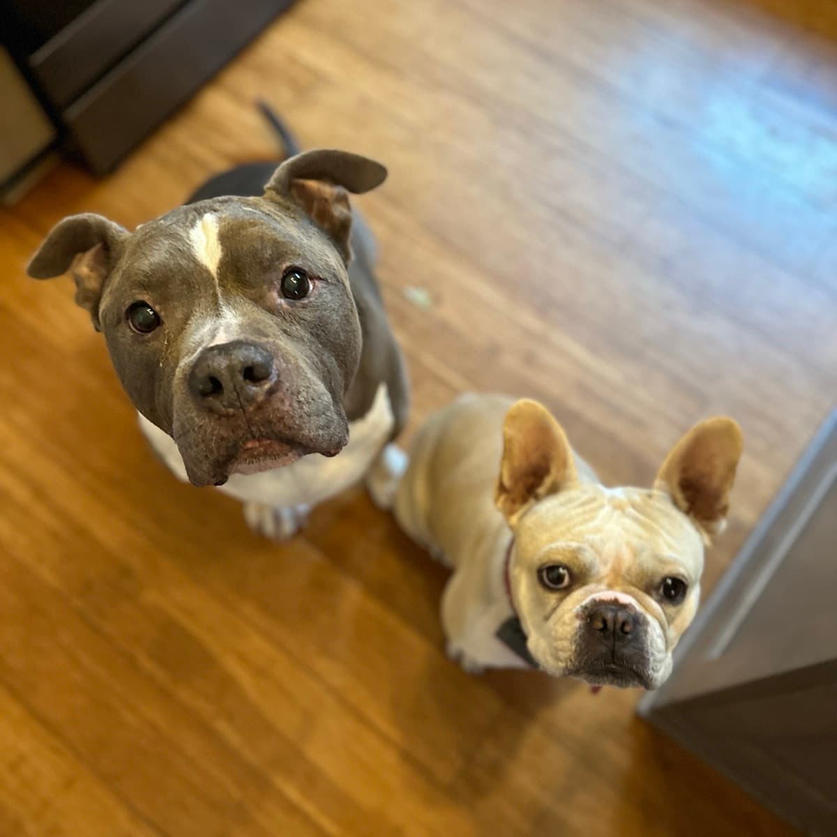 Willie Jack and Bruce, two rescue dogs, looking up from the kitchen floor